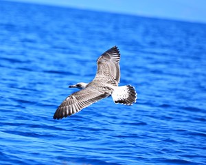 Beautiful flying seagull