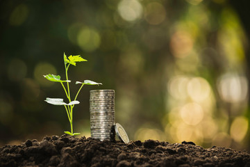 Coins with plant put on the soil concept in nature background.