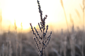 Grass with frost. Sunrise and frosts. Grass. Early spring Macro shooting of plants