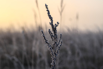 Grass with frost. Sunrise and frosts. Grass. Early spring Macro shooting of plants