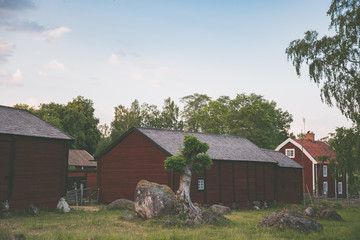 Ein Baum wäschst auf einem Felsen in altem, schwedisches Dorf 