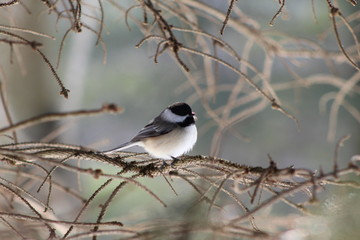 mésange