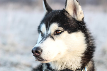 Portrait of Husky. Walk with dog in the morning in the field. Black and white wool
