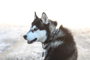 Portrait of Husky. Walk with dog in the morning in the field. Black and white wool