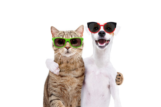 Portrait of a dog Jack Russell Terrier and cat Scottish Straight in sunglasses hugging each other isolated on white background