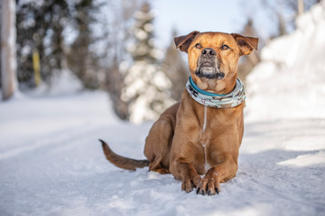 staffordshire terrier dog in the winter snow in quebec canada