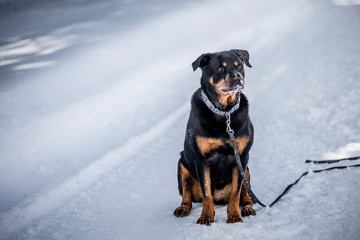 Rottweiler dog in the winter Snow