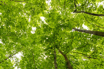 Inside the woods, looking upward