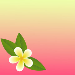 Frangipani ( Plumeria) flower template for design vector EPS10. Bali vacations concept. Copy space.
