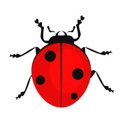 Ladybug isolated vector. Beetle, bug, entomology. Insects concept. Vector can be used for topics like nature, biology, environment