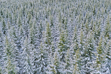 Blick aus der Luft auf den Winterwald