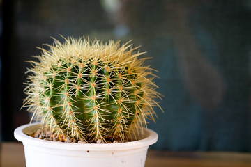 Close up shot of small green cactus