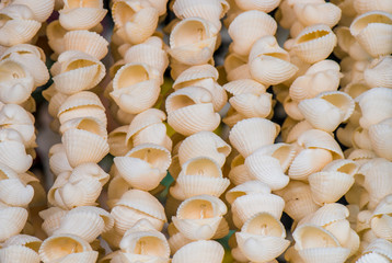 Home Decoration Items from Shell 18