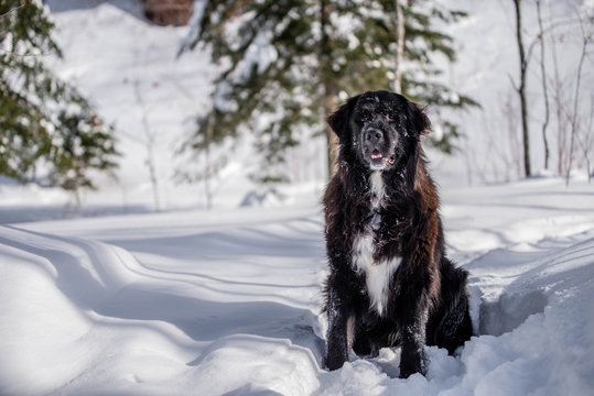 Beautiful Black and White Newfoundland Dog  in the snow