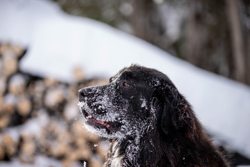 Beautiful Black and White Newfoundland Dog  in the snow