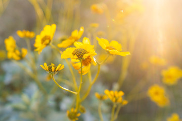 Brittlebush Wildflowers