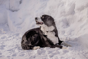 Bernese Mountain Dog playing in the snow in quebec canada