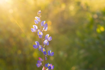 Lupine Wildflower