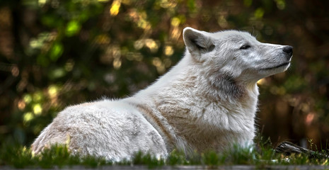 Naklejka premium Arctic wolf. Latin name - Canis lupus arctos 