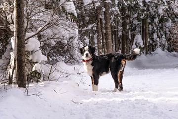 Bernese Mountain dog in the winter snow