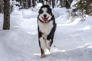 Bernese Mountain dog in the winter snow