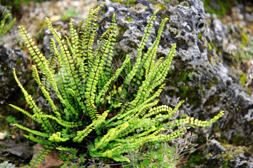 Streifenfarne (Asplenium) am Steingarten