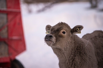 Obraz premium Young Charolais Calf Looking Upwards