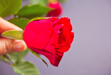 A red rose in a woman hand