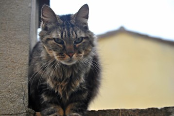 Chat