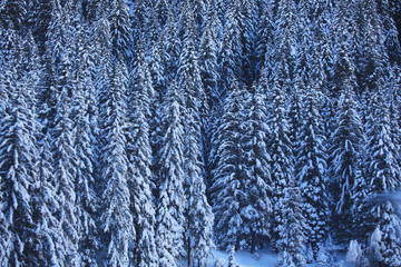 forest in winter at austria