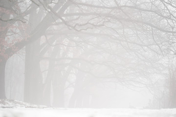 Fog in the woodland or forest with oak trees covered in mist