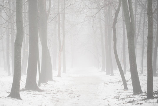Fog in the woodland or forest with oak trees covered in mist