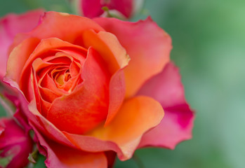 Fototapeta na wymiar Red rose bud in the garden