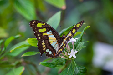 black, green, yellow, blue butterfly, monarch butterfly