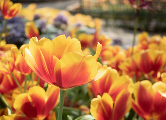 Colorful Tulips flower blooming with soft light morning in the garden 