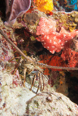 Caribbean Spiny Lobster Panulirus argus