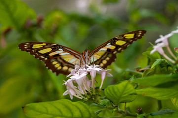 black, green, yellow, blue butterfly, monarch butterfly