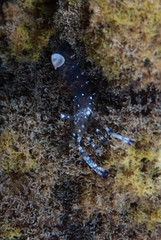 Commensal Shrimp Ancylomenes venustus
