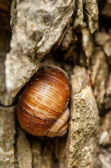 snail shell in stones