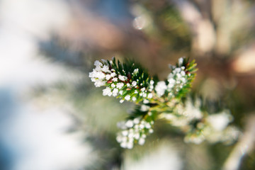 Winter bright background with snowy. beautiful macro photo