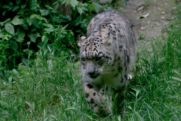 Schneeleopard, irbis oder Unze (Panthera uncia)