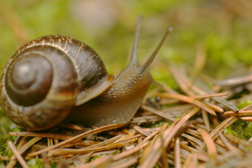 grated horseradish on the table