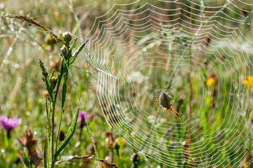 yellow, black spider in web