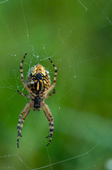 yellow, black spider in web