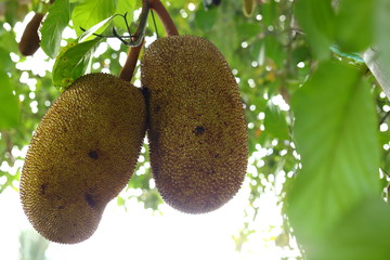 jackfruit on tree