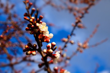 White apricot flowers with blue sky background