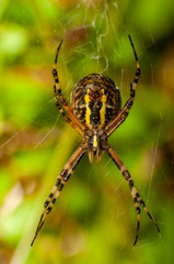 yellow, black spider in web