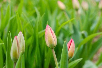 Obraz na płótnie Canvas Green Tulip with red bud growing. Nature awakening, first flowers, thaw, looking for spring