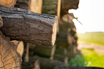 Fototapeta premium pile of wood. Wood from felling