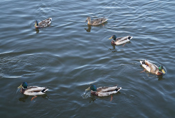 ducks on the lake, Lake Kaban